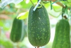 今日吃瓜每日必吃