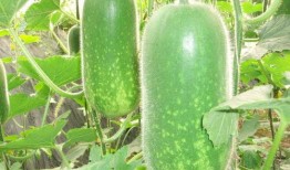 怀仁网红大瓜最新消息.今日黑料,今日黑料揭秘，真相令人震惊