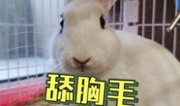 吃瓜网 抖音网红大鹅 今日吃瓜热门大瓜必看大瓜网红,今日吃瓜热门大瓜，必看网红风云录